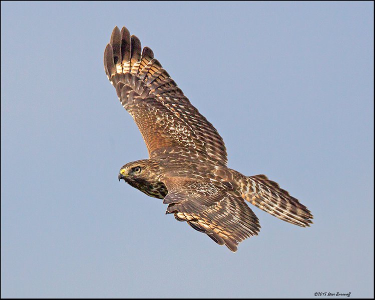 _5SB6108 red-shouldered hawk.jpg